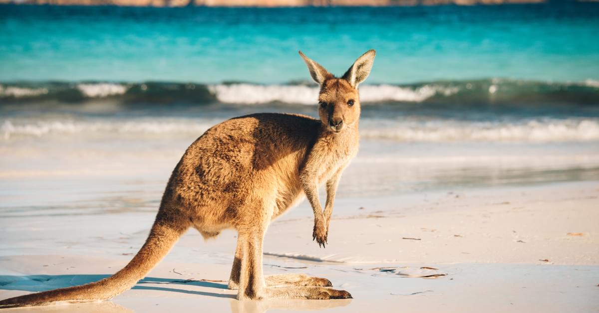 Australia-Kangaroo;
