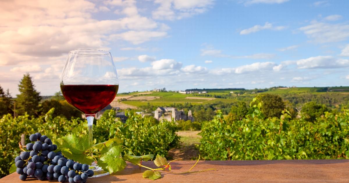 Bordeaux-Vineyard;