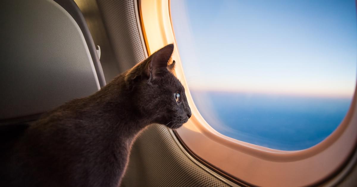 Taking Pets Abroad | Travelling with Cats | Flying with Cats | CurrencyTransfer