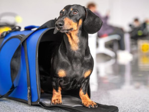 Taking pets abroad – A pet owners’ guide to moving to the UK or EU
