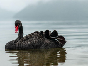 What is a black swan event?